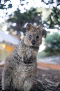 quokka marsupial being cute